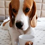 Morning mood #buddy #beagle #mug #gift #babs #morning