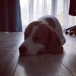 Beagle life #beagle #life #sleep #buddy